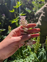 Corydalis caseana