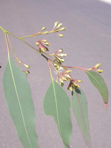 Nambucca Ironbark (Eucalyptus fusiformis)