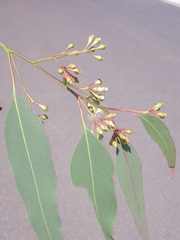 Eucalyptus fusiformis
