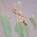 Eucalyptus fusiformis - Photo (c) Dean Nicolle, algunos derechos reservados (CC BY-NC), subido por Dean Nicolle