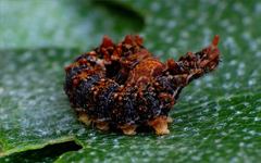 Falcaria lacertinaria