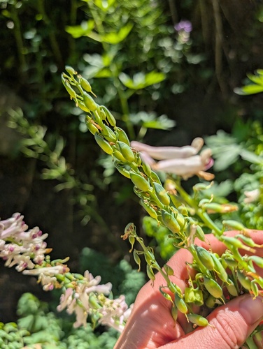 Corydalis caseana, photograph 2