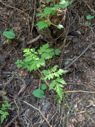Osmorhiza depauperata, 2026-07-21