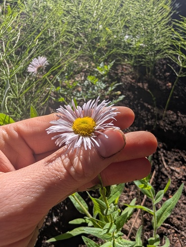 Erigeron elatior, photograph 1