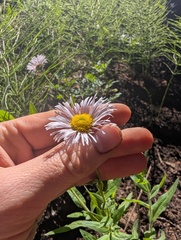 Erigeron elatior