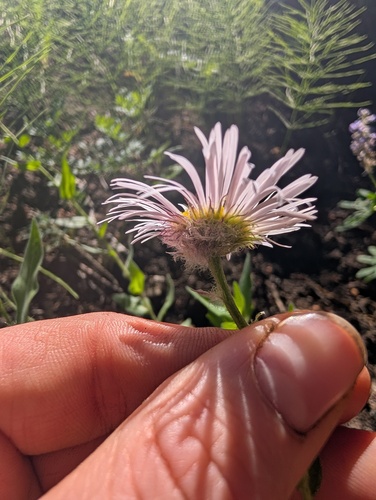 Erigeron elatior, photograph 2