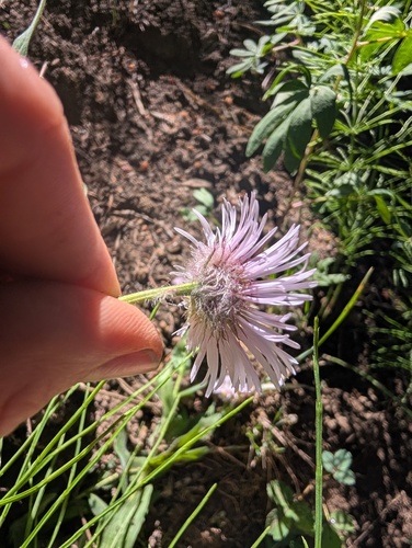 Erigeron elatior, photograph 3