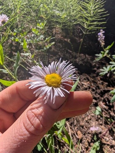 Erigeron elatior, photograph 4