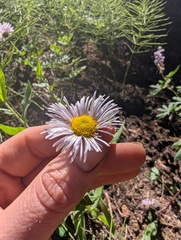 Erigeron elatior, photograph (c) Alissa Iverson, some rights reserved (CC BY)