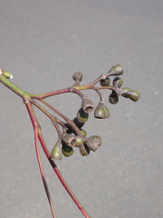 Eucalyptus fusiformis