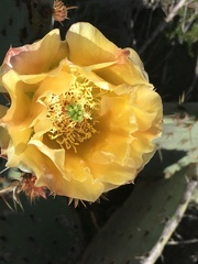 Opuntia × occidentalis