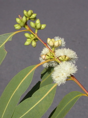 Eucalyptus hallii