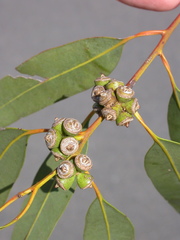 Eucalyptus hallii