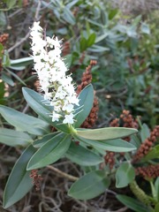 Veronica dieffenbachii