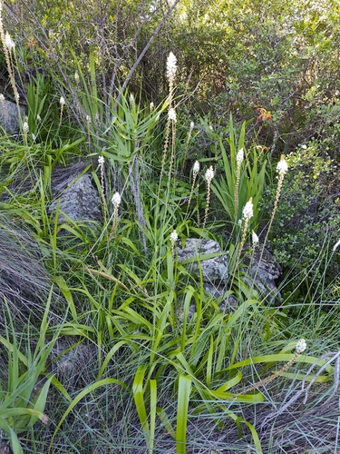 Bulbinella latifolia, photograph 3