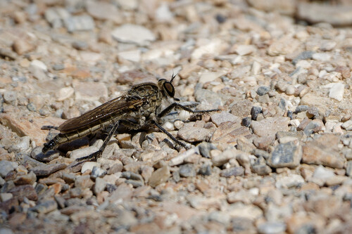 Dune Robber Fly, Callantsoog, Netherlands, photo 9 of 10