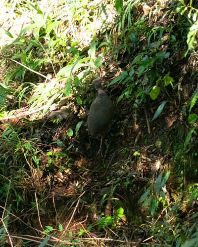 Brown Tinamou (Crypturellus obsoletus), photo 3
