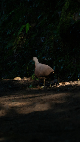 Brown Tinamou (Crypturellus obsoletus), photo 6