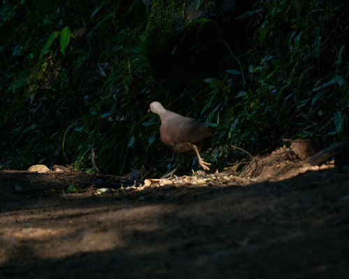 Brown Tinamou (Crypturellus obsoletus), photo 7