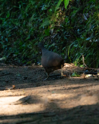 Brown Tinamou (Crypturellus obsoletus), photo 8