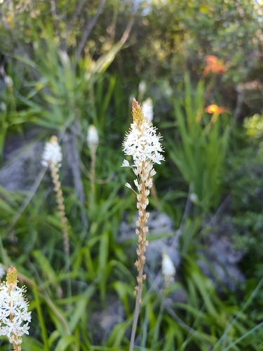 Bulbinella latifolia, photograph 4