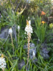 Bulbinella latifolia, photograph (c) Jeanette Clarke, some rights reserved (CC BY-SA)