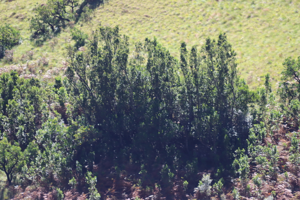 Widdringtonia nodiflora; photograph (c) Tony Rebelo, some rights reserved (CC BY-SA)
