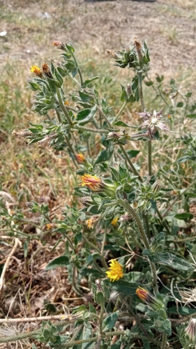 bristly oxtongue