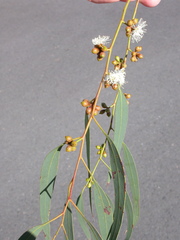Eucalyptus ignorabilis