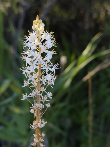 Bulbinella latifolia, photograph 5