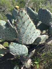 Opuntia × occidentalis