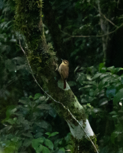 Sharp-billed Treehunter (Heliobletus contaminatus), photo 8