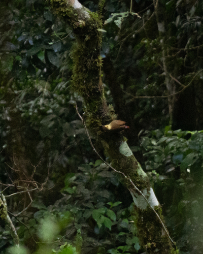 Sharp-billed Treehunter (Heliobletus contaminatus), photo 9