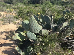 Opuntia × occidentalis