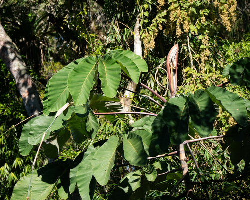 Cecropia hololeuca, photograph 3
