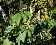 author not stated, no rights reserved Cecropia hololeuca, photograph author not stated, no rights reserved