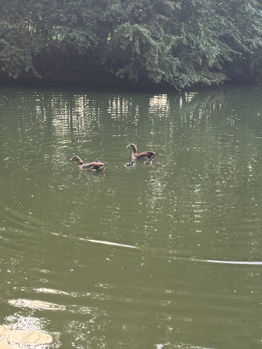 iNaturalist image