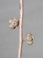 Eucalyptus ignorabilis