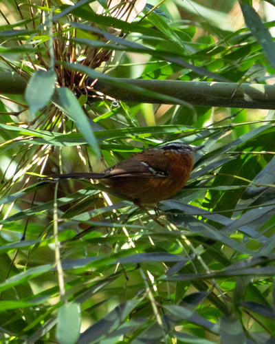 Bertoni's Antbird (Drymophila rubricollis)