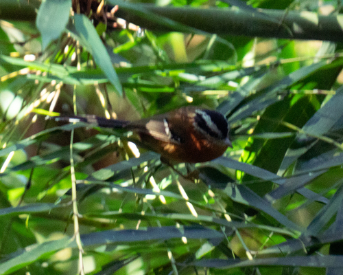 Bertoni's Antbird (Drymophila rubricollis), photo 2