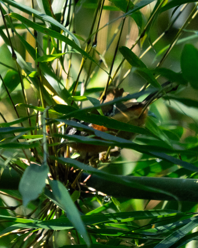 Bertoni's Antbird (Drymophila rubricollis), photo 7