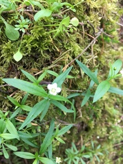 Moehringia