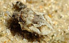Phimodera humeralis