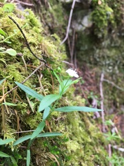 Moehringia