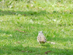 Zonotrichia leucophrys