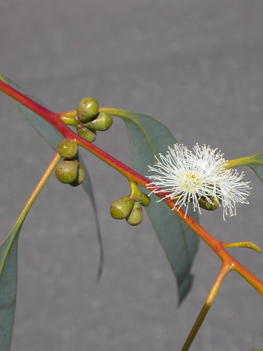 Eucalyptus kartzoffiana