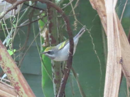 Golden-winged Warbler (Vermivora chrysoptera), photo 6