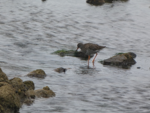 iNaturalist image
