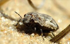 Phimodera humeralis