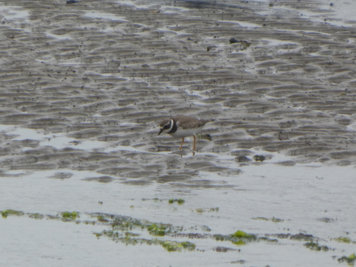 iNaturalist image